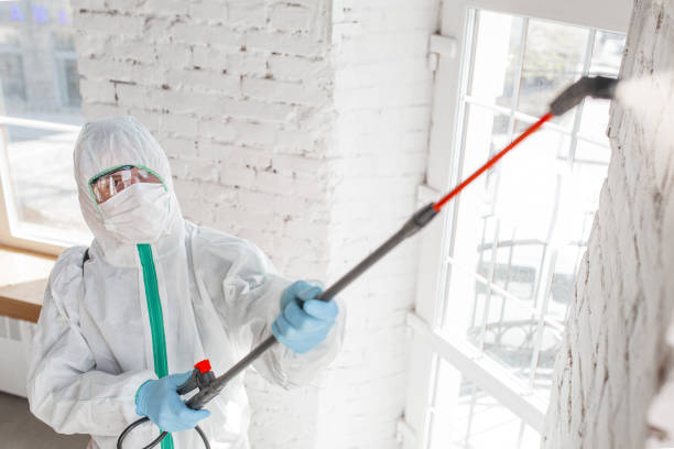 Best Black Mold Removal  in Quinnesec, MI