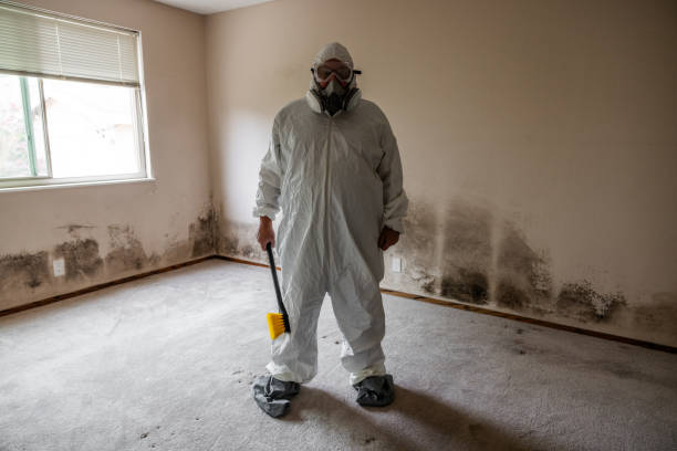 Best Water Damage & Mold Remediation  in Quinnesec, MI